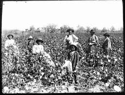cottonpickersslavery